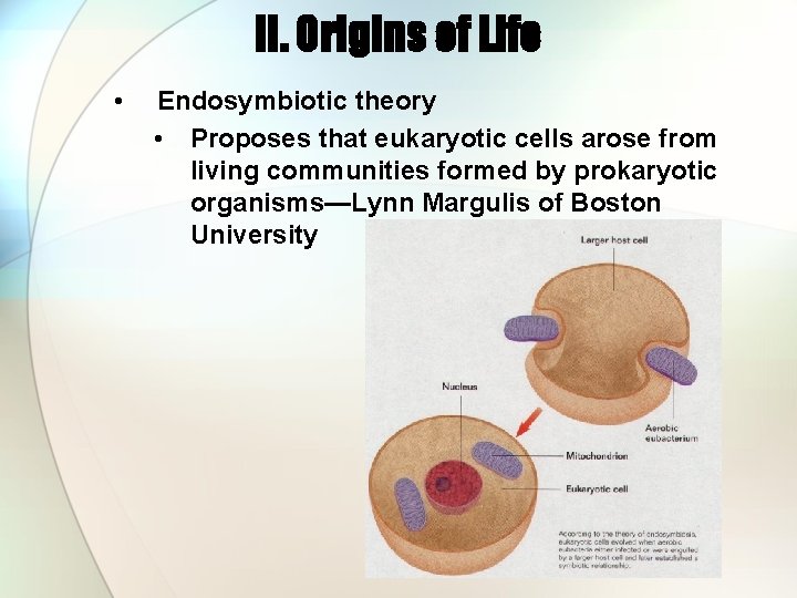 II. Origins of Life • Endosymbiotic theory • Proposes that eukaryotic cells arose from