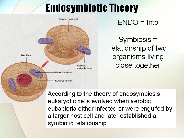 Endosymbiotic Theory ENDO = Into Symbiosis = relationship of two organisms living close together