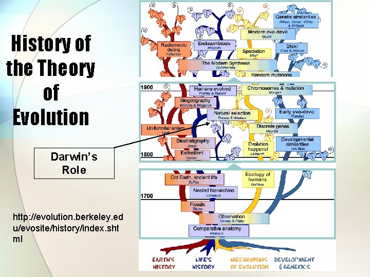 History of the Theory of Evolution Darwin’s Role http: //evolution. berkeley. ed u/evosite/history/index. sht