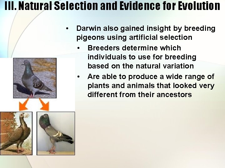 III. Natural Selection and Evidence for Evolution • Darwin also gained insight by breeding
