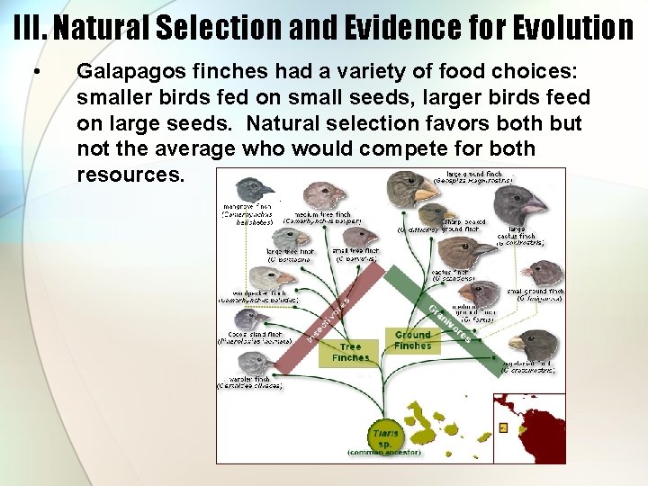 III. Natural Selection and Evidence for Evolution • Galapagos finches had a variety of