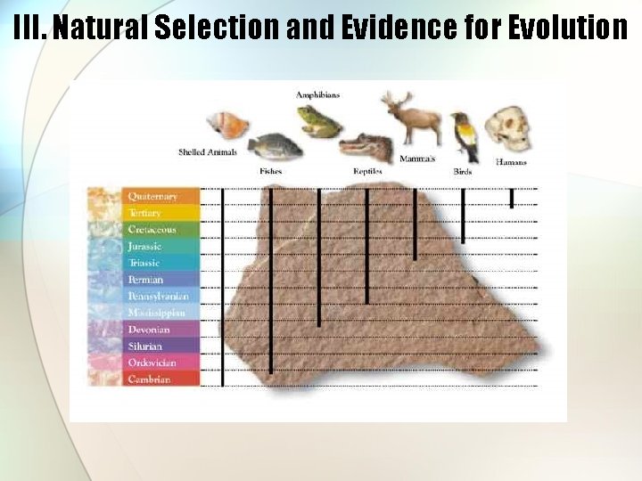 III. Natural Selection and Evidence for Evolution 