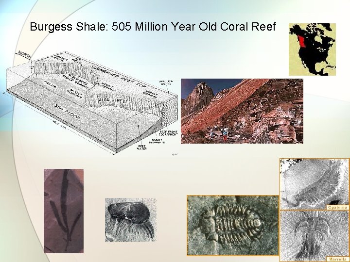 Burgess Shale: 505 Million Year Old Coral Reef 