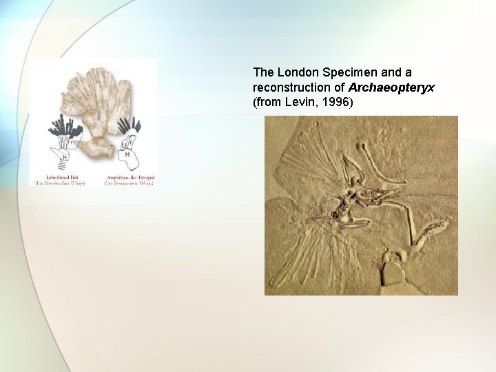 The London Specimen and a reconstruction of Archaeopteryx (from Levin, 1996) 