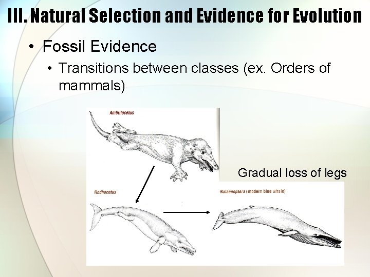 III. Natural Selection and Evidence for Evolution • Fossil Evidence • Transitions between classes