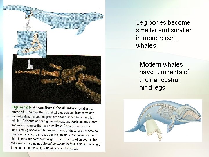 Leg bones become smaller and smaller in more recent whales Modern whales have remnants