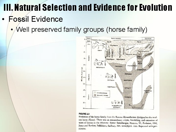 III. Natural Selection and Evidence for Evolution • Fossil Evidence • Well preserved family