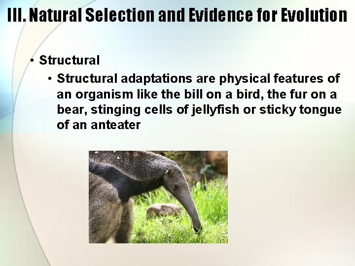 III. Natural Selection and Evidence for Evolution • Structural adaptations are physical features of