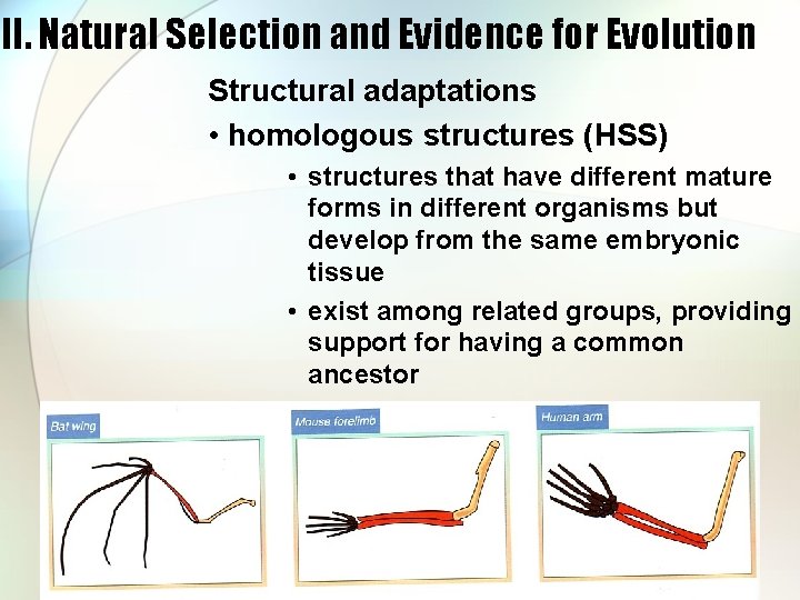 III. Natural Selection and Evidence for Evolution Structural adaptations • homologous structures (HSS) •