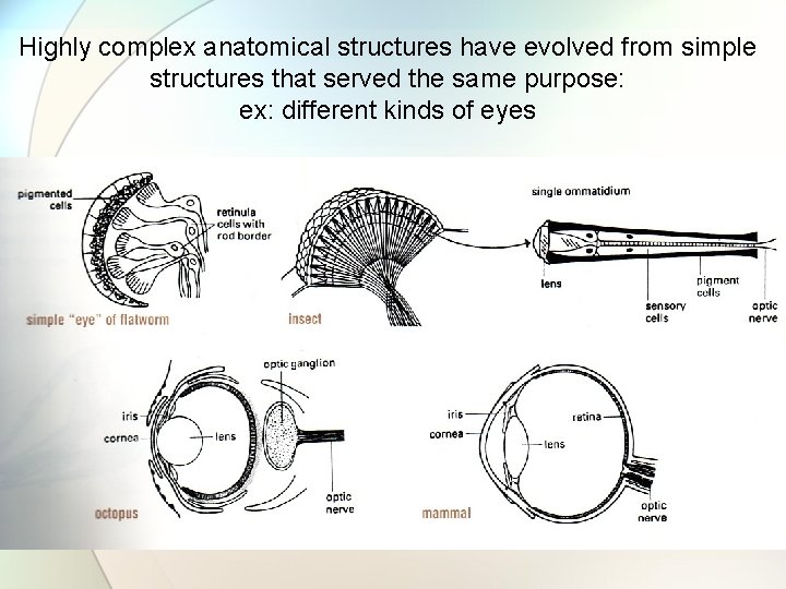 Highly complex anatomical structures have evolved from simple structures that served the same purpose: