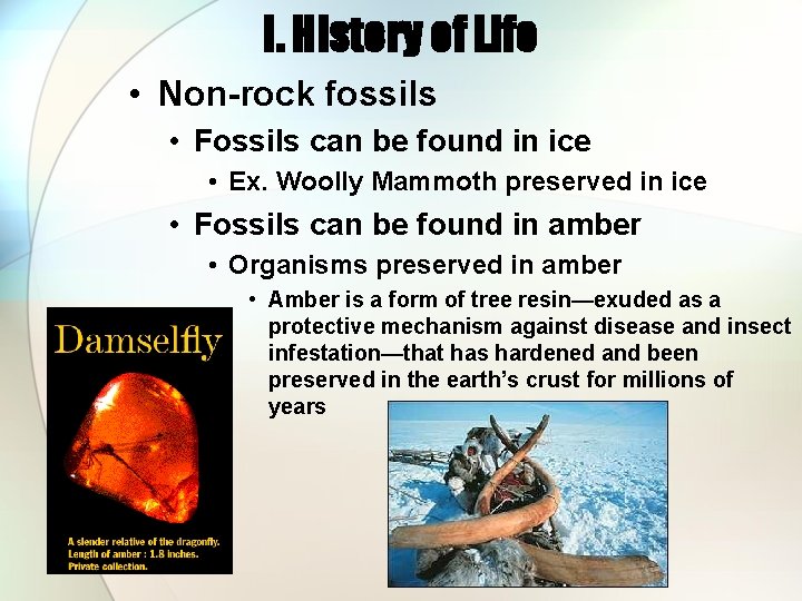 I. History of Life • Non-rock fossils • Fossils can be found in ice