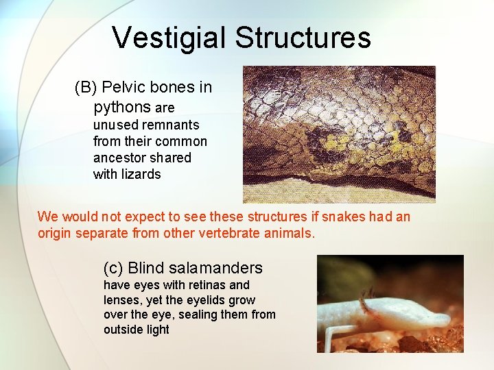 Vestigial Structures (B) Pelvic bones in pythons are unused remnants from their common ancestor