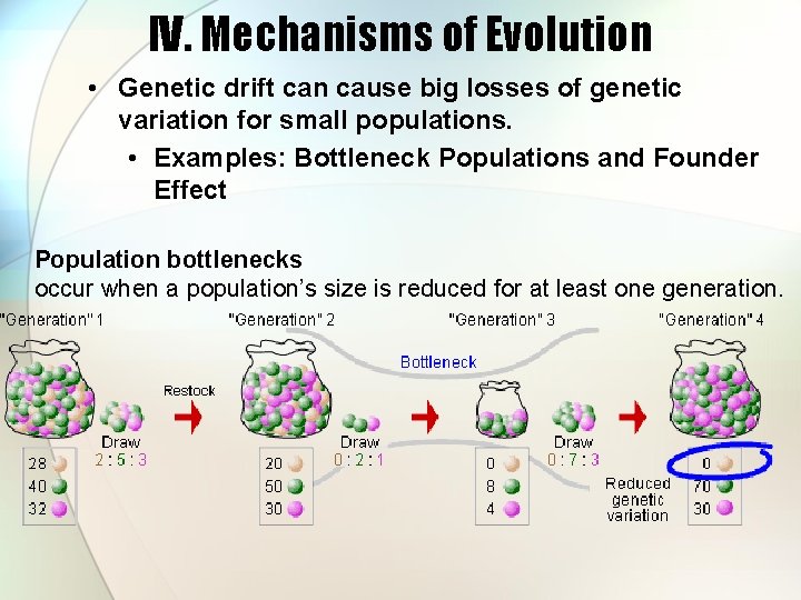 IV. Mechanisms of Evolution • Genetic drift can cause big losses of genetic variation