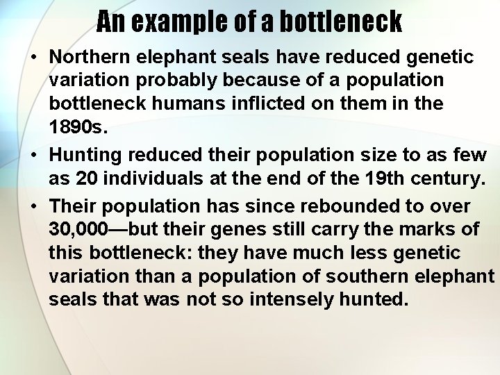 An example of a bottleneck • Northern elephant seals have reduced genetic variation probably