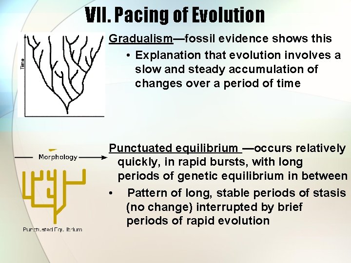 VII. Pacing of Evolution Gradualism—fossil evidence shows this • Explanation that evolution involves a