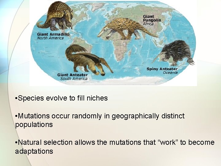  • Species evolve to fill niches • Mutations occur randomly in geographically distinct