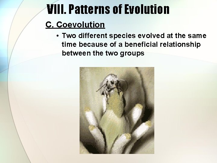 VIII. Patterns of Evolution C. Coevolution • Two different species evolved at the same