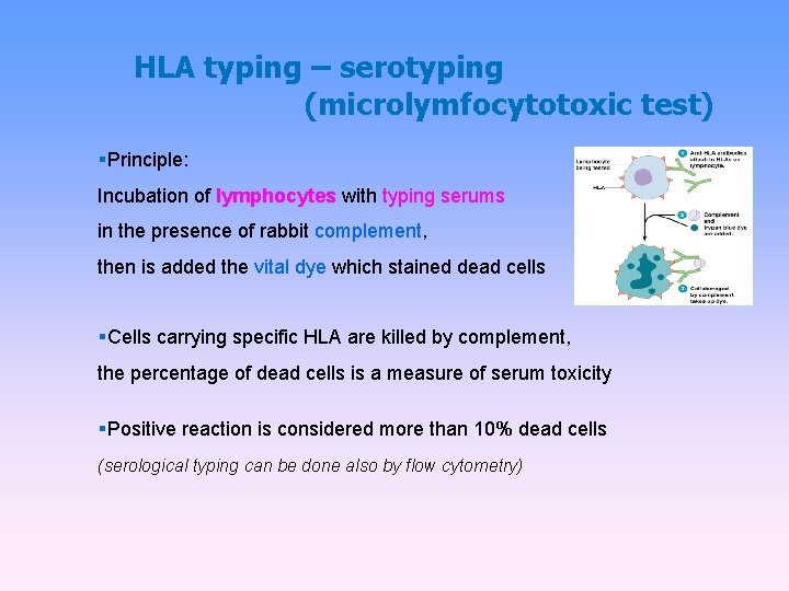 HLA typing – serotyping (microlymfocytotoxic test) Principle: Incubation of lymphocytes with typing serums in