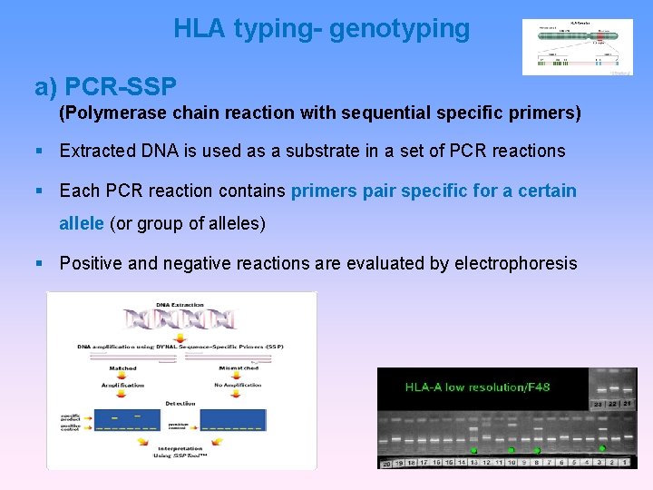 HLA typing- genotyping a) PCR-SSP (Polymerase chain reaction with sequential specific primers) Extracted DNA