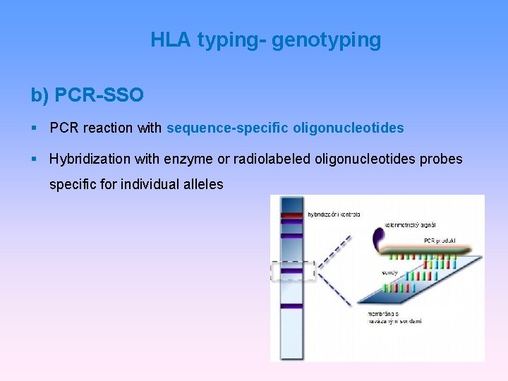 HLA typing- genotyping b) PCR-SSO PCR reaction with sequence-specific oligonucleotides Hybridization with enzyme or