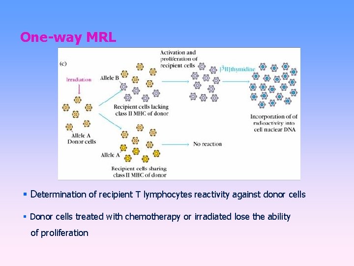 One-way MRL Determination of recipient T lymphocytes reactivity against donor cells Donor cells treated