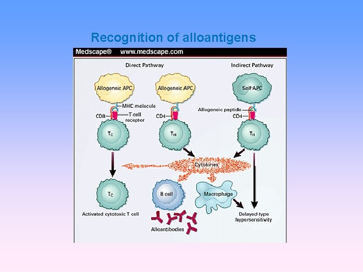 Recognition of alloantigens 