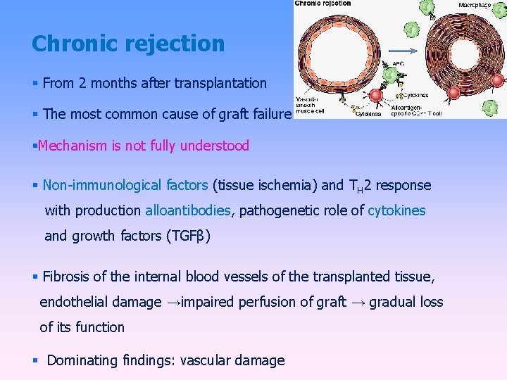 Chronic rejection From 2 months after transplantation The most common cause of graft failure
