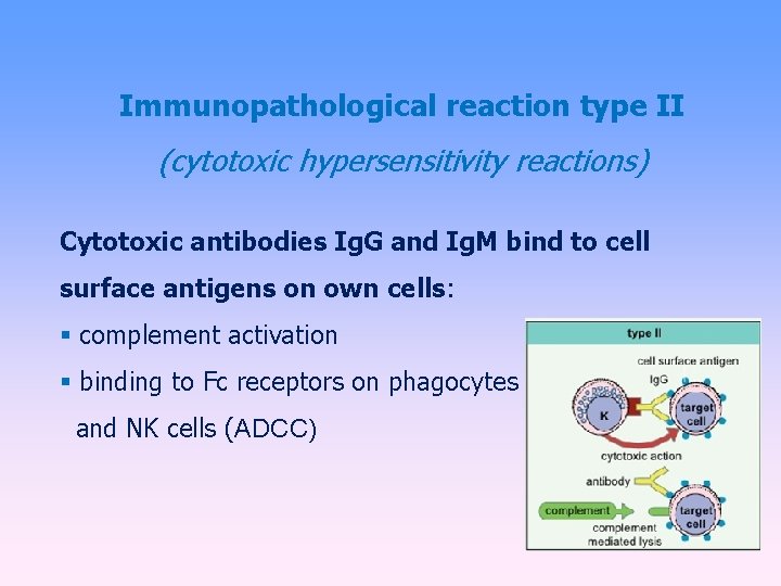 Immunopathological reaction type II (cytotoxic hypersensitivity reactions) Cytotoxic antibodies Ig. G and Ig. M