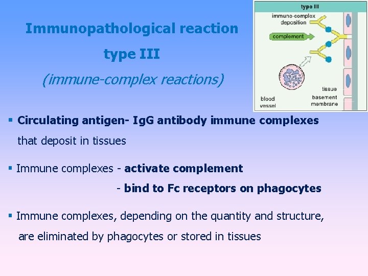 Immunopathological reaction type III (immune-complex reactions) Circulating antigen- Ig. G antibody immune complexes that