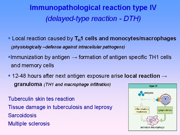 Immunopathological reaction type IV (delayed-type reaction - DTH) Local reaction caused by TH 1