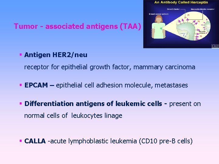 Tumor - associated antigens (TAA) Antigen HER 2/neu receptor for epithelial growth factor, mammary