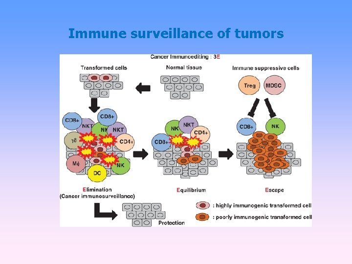 Immune surveillance of tumors 