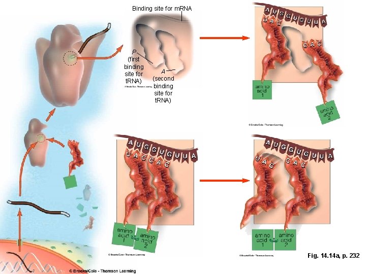 Binding site for m. RNA P (first binding site for t. RNA) A (second