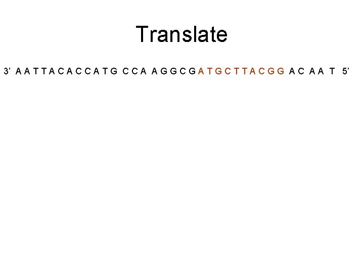 Translate 3’ A A T T A C C A T G C C