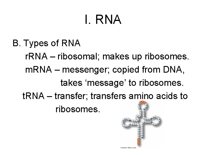 I. RNA B. Types of RNA r. RNA – ribosomal; makes up ribosomes. m.