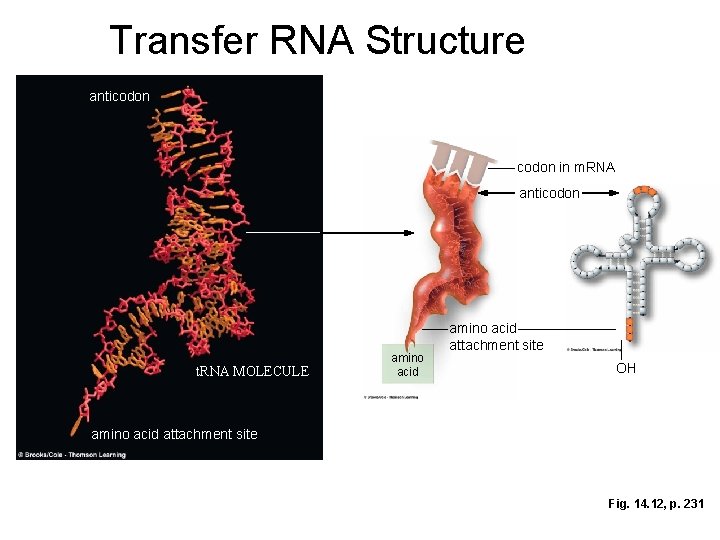 Transfer RNA Structure anticodon in m. RNA anticodon t. RNA MOLECULE amino acid attachment