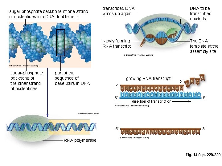 sugar-phosphate backbone of one strand of nucleotides in a DNA double helix sugar-phosphate backbone