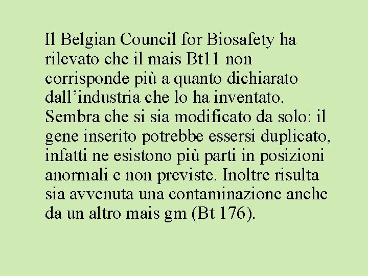 Il Belgian Council for Biosafety ha rilevato che il mais Bt 11 non corrisponde