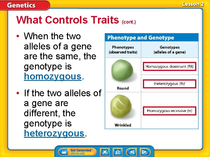 What Controls Traits (cont. ) • When the two alleles of a gene are