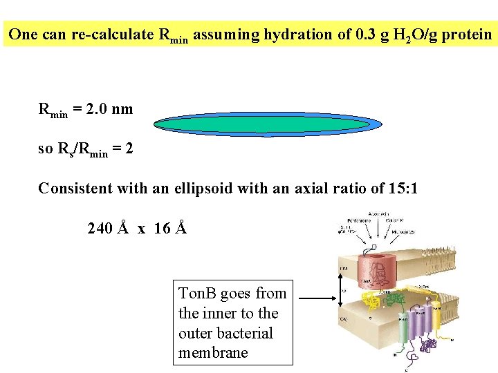One can re-calculate Rmin assuming hydration of 0. 3 g H 2 O/g protein