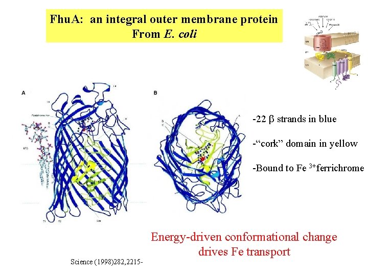 Fhu. A: an integral outer membrane protein From E. coli -22 b strands in