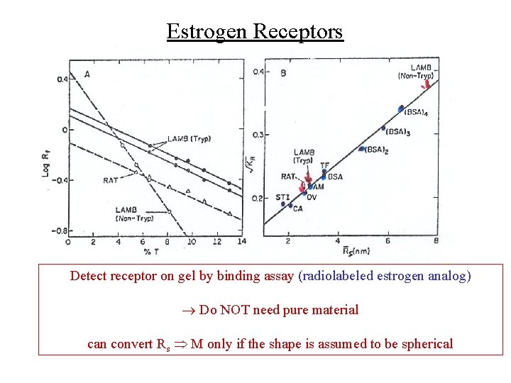 Estrogen Receptors Detect receptor on gel by binding assay (radiolabeled estrogen analog) Do NOT