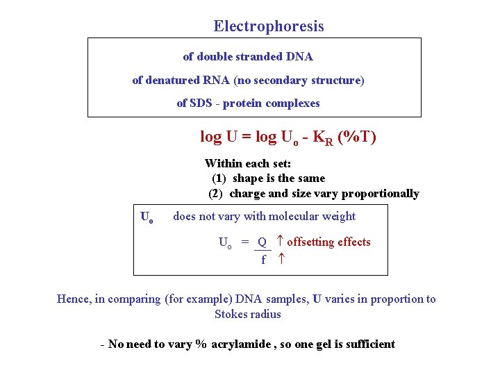 Electrophoresis of double stranded DNA of denatured RNA (no secondary structure) of SDS -