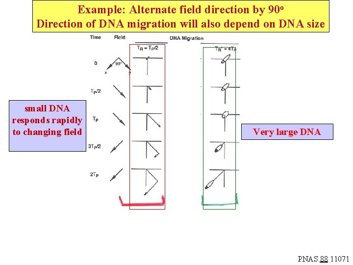 Example: Alternate field direction by 90 o Direction of DNA migration will also depend