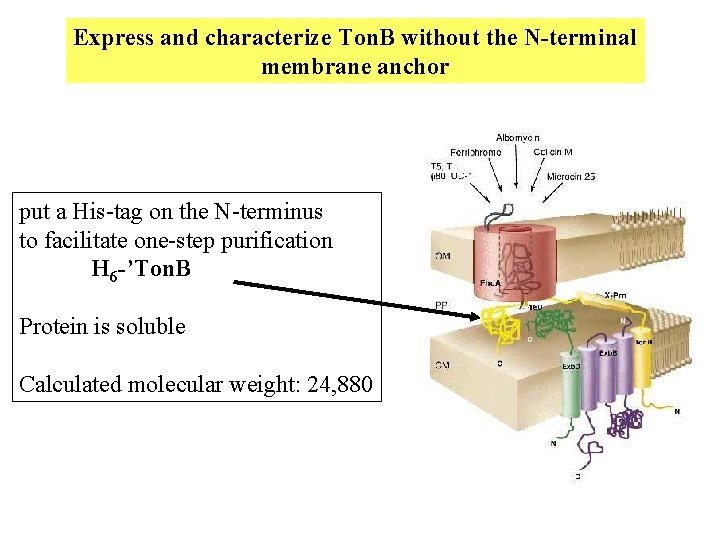 Express and characterize Ton. B without the N-terminal membrane anchor put a His-tag on