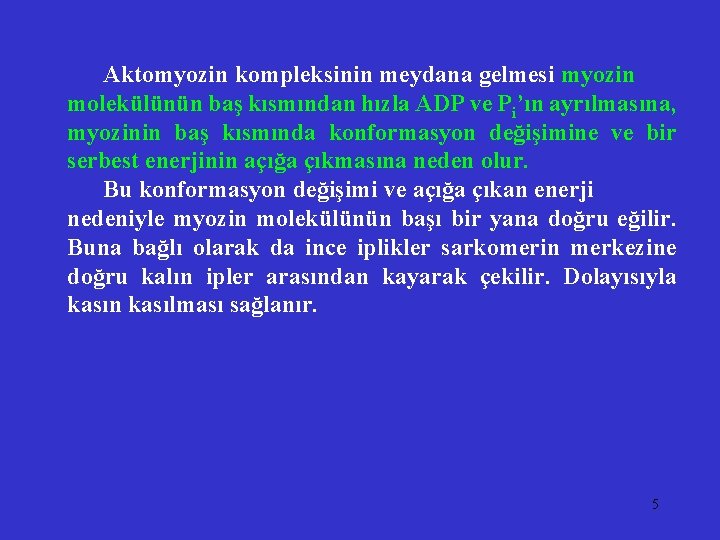 Aktomyozin kompleksinin meydana gelmesi myozin molekülünün baş kısmından hızla ADP ve Pi’ın ayrılmasına, myozinin