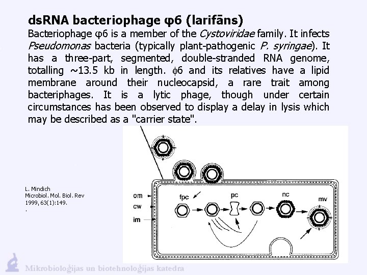 ds. RNA bacteriophage φ6 (larifāns) Bacteriophage φ6 is a member of the Cystoviridae family.