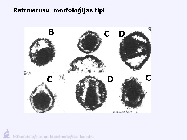 Retrovīrusu morfoloģijas tipi B C C D D C 