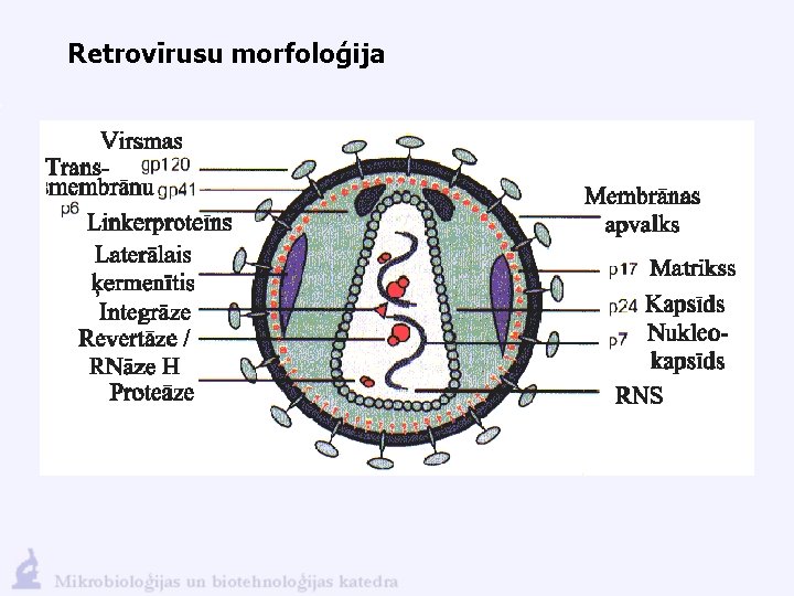 Retrovīrusu morfoloģija 