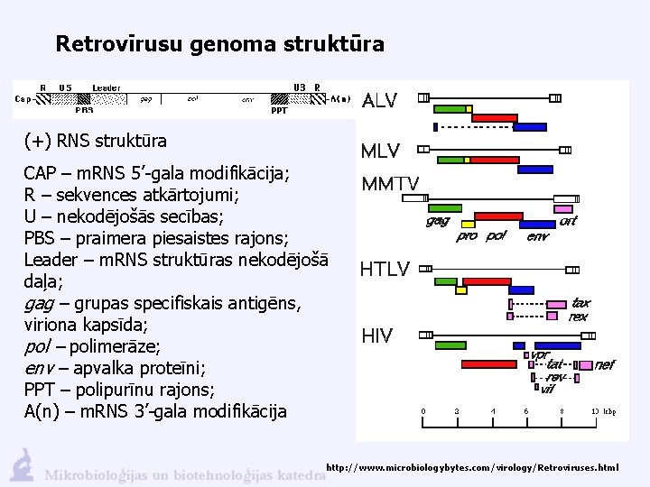 Retrovīrusu genoma struktūra (+) RNS struktūra CAP – m. RNS 5’-gala modifikācija; R –